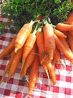 Carottes