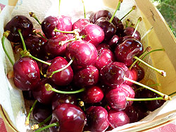 cerises