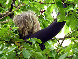 corinne dans le cerisier