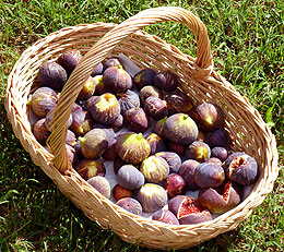 Figues