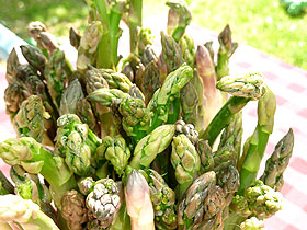 Asperges de Mazan (84)