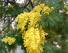 Mimosa