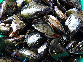 Moules