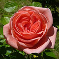 Rose du jardin