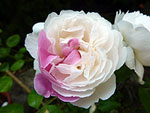 Rose du jardin