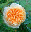 Rose du jardin