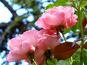 Roses du jardin