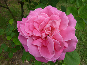 roses_cristallisees2.jpg