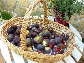 Figues de Mazan (Vaucluse)