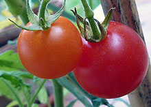 Tomates du jardin