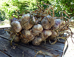 ail.jpg