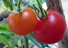 tomates_jardin.jpg